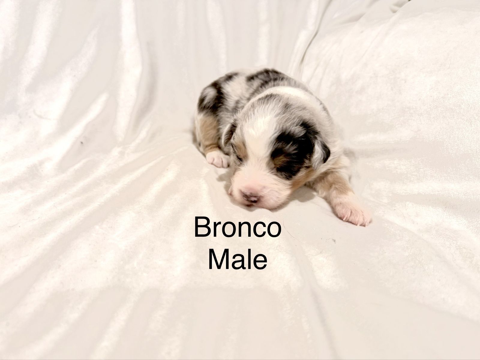 AKC & ASCA eligible Australian Shepherd puppies