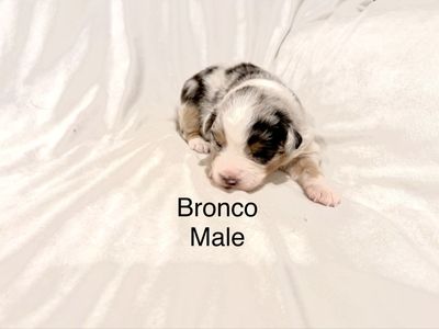 AKC & ASCA eligible Australian Shepherd puppies