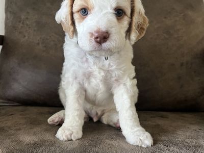 Mini Goldendoodle puppies