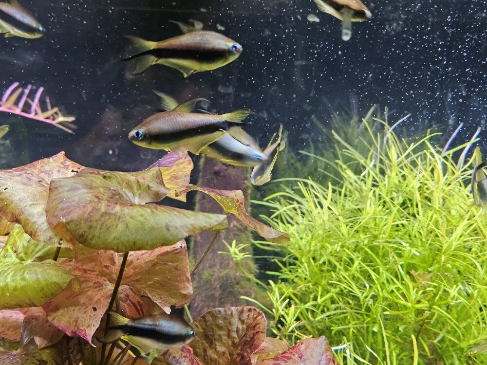 emporer tetras