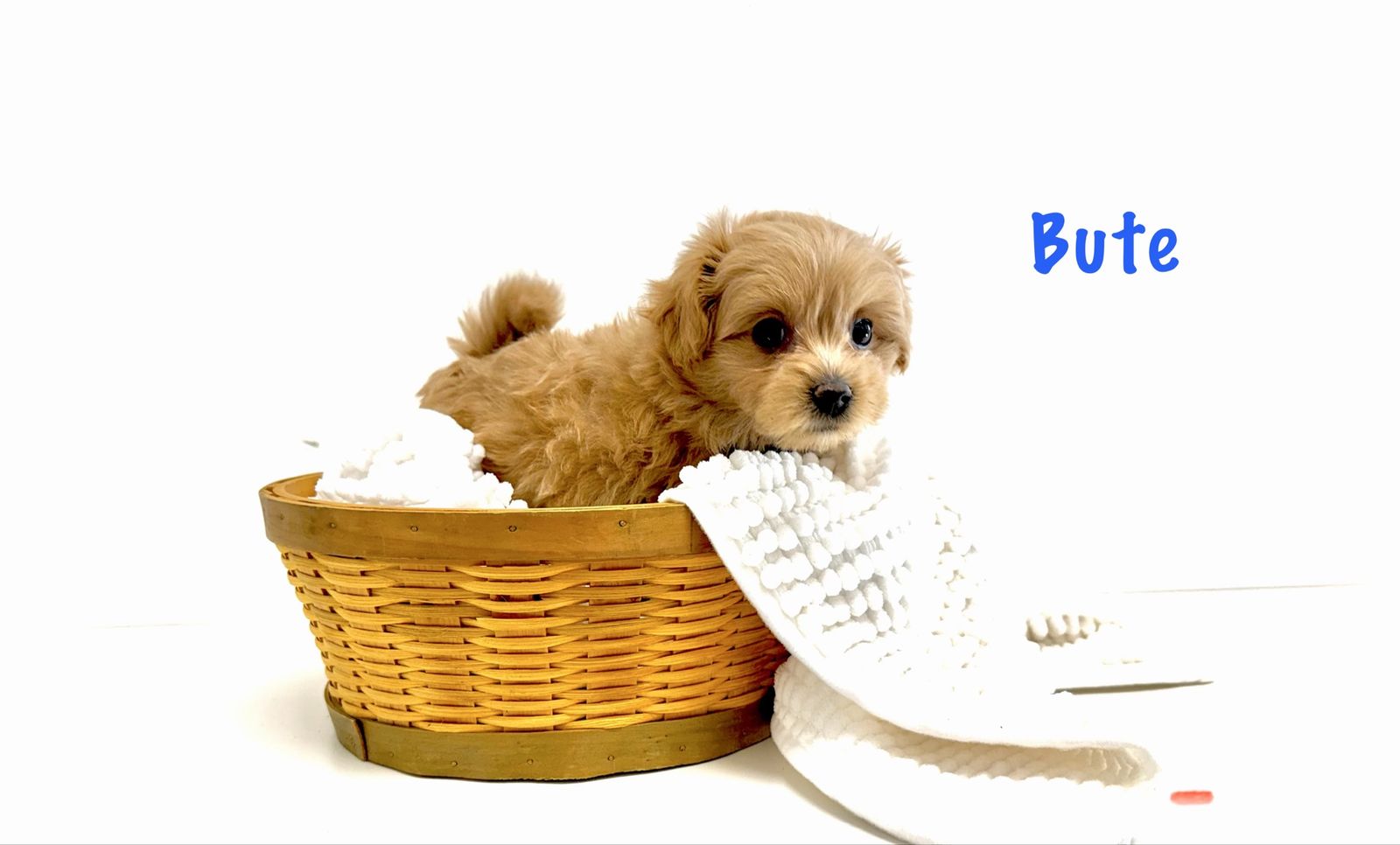 Perfect Pomapoo Puppy (m) 8 weeks-adorable-tiny!