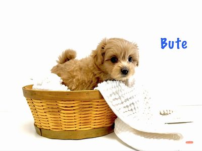 Perfect Pomapoo Puppy (m) 8 weeks-adorable-tiny!