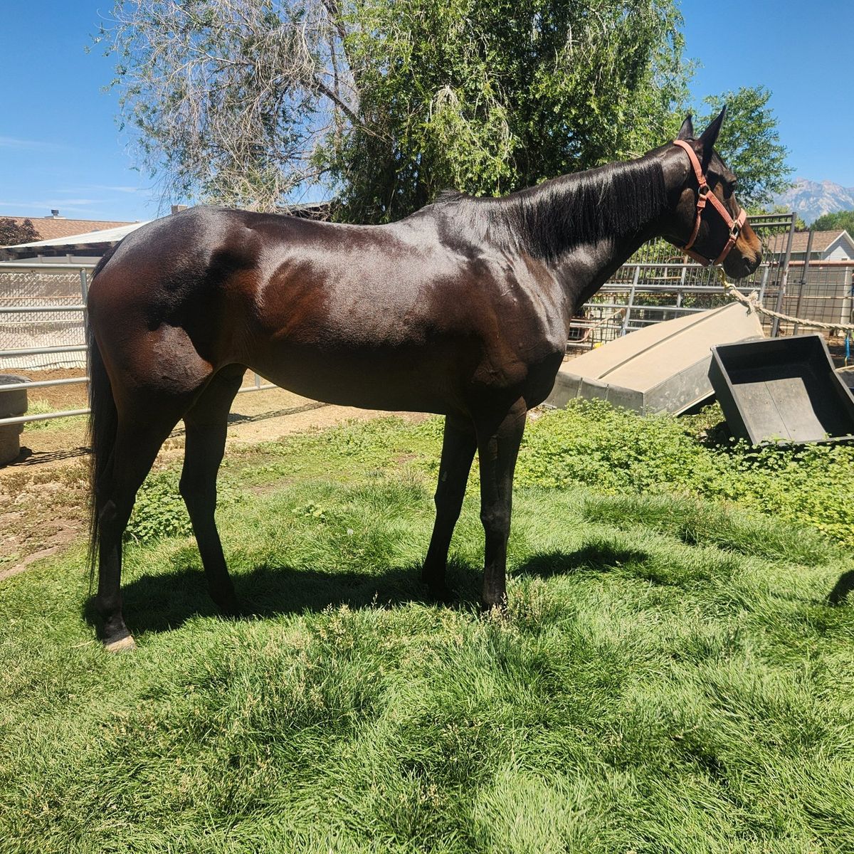 5yr old Thoroughbred mare