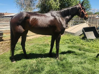 5yr old Thoroughbred mare