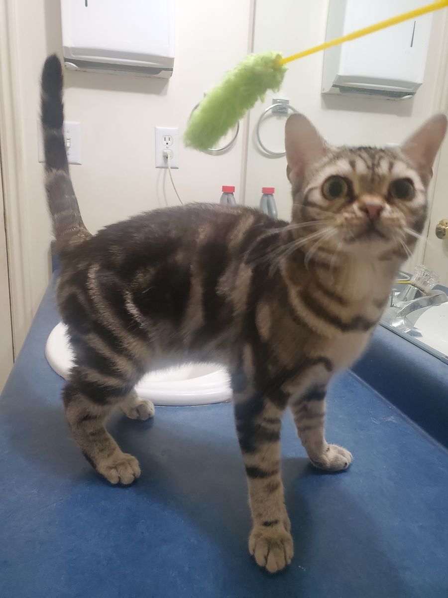 Outcross  f2  devon/ American Shorthair boy