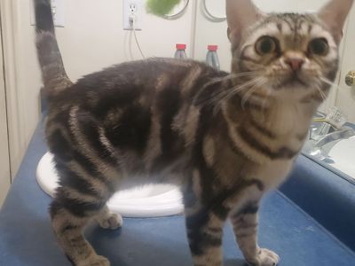 Outcross f2 devon/ American Shorthair boy