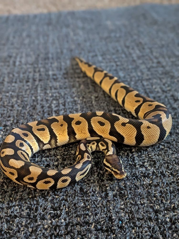 Ball Python(M)