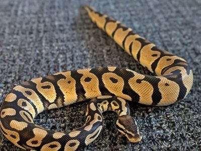 Ball Python(M)