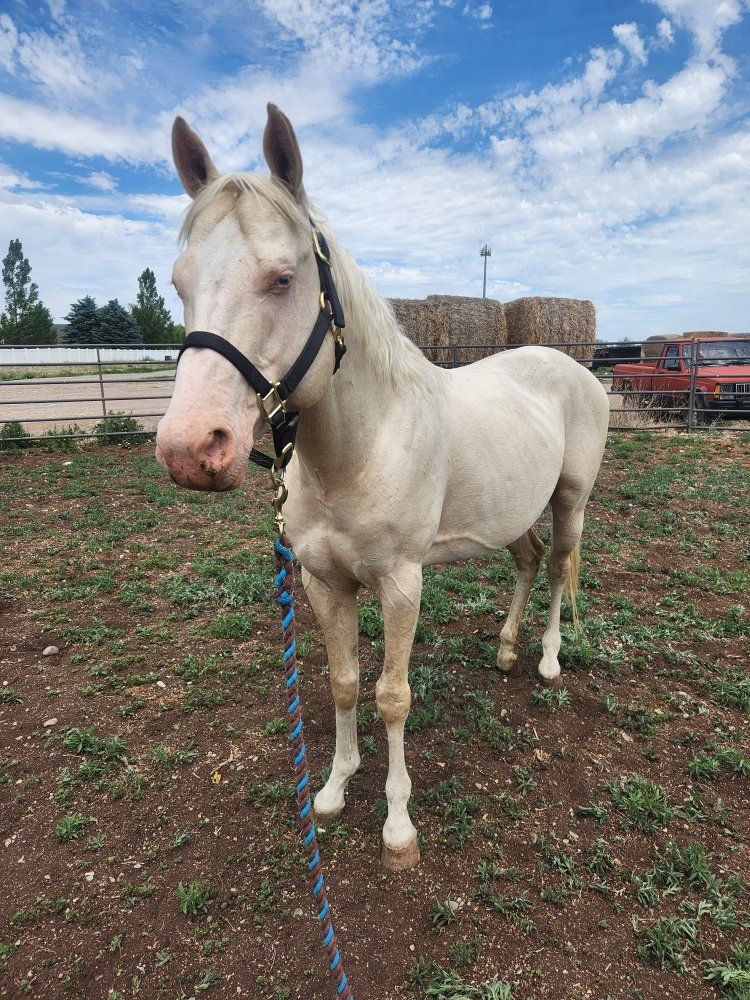 8 year old grade Cremello Gelding