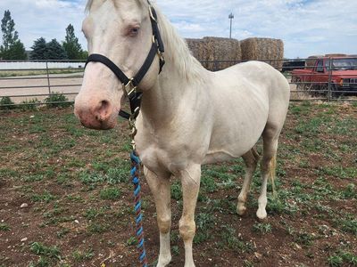 8 year old grade Cremello Gelding