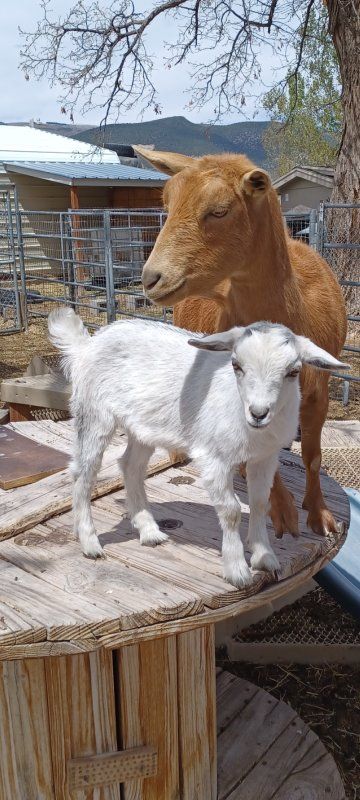 Silver Nigerian Dwarf Doeling