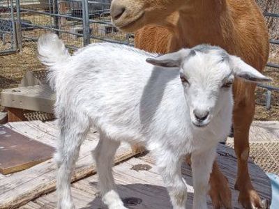Silver Nigerian Dwarf Doeling