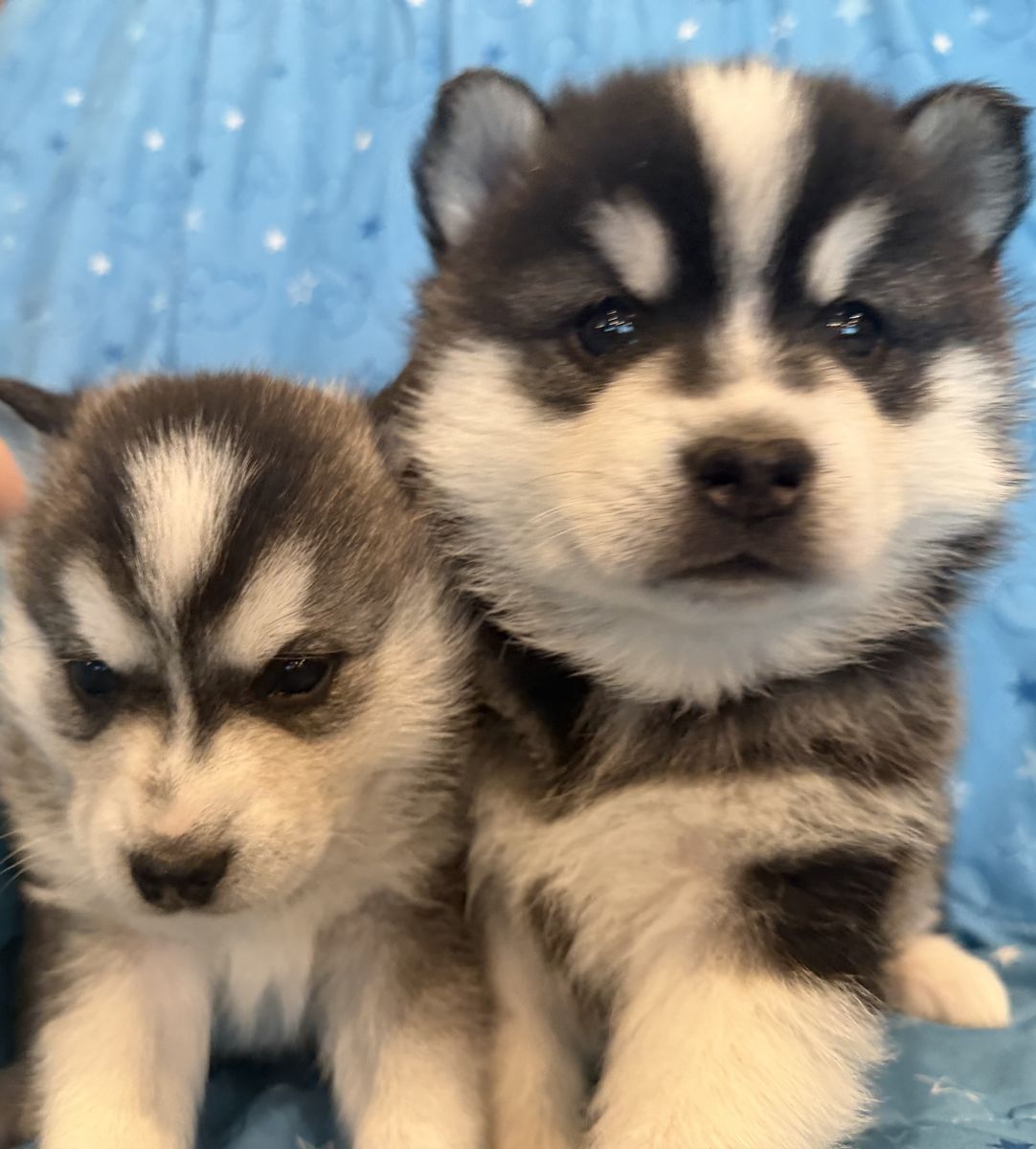 Easter Alaskan Klee Mini Husky Puppies not Pomsky