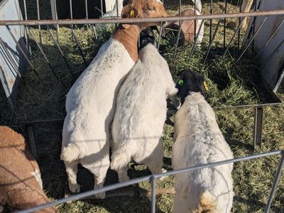 Show Goats