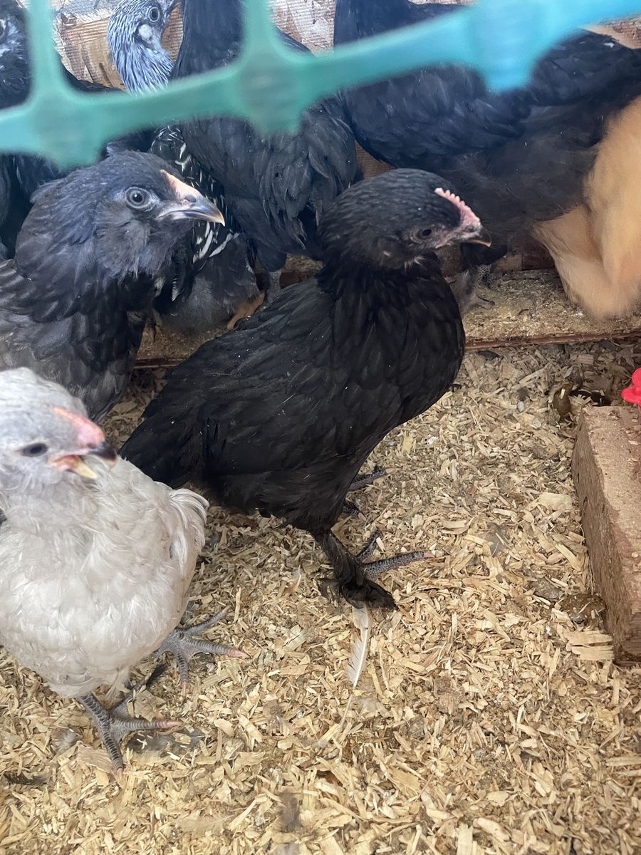 Black Copper Maran Pullets