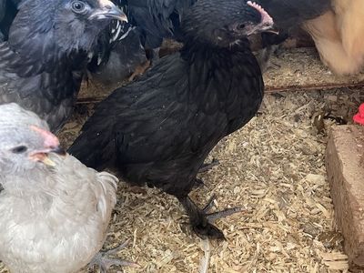 Black Copper Maran Pullets
