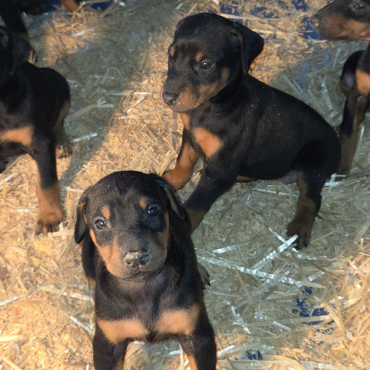 Purbred Standard Doberman Pincher puppies