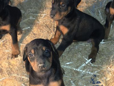 Purbred Standard Doberman Pincher puppies