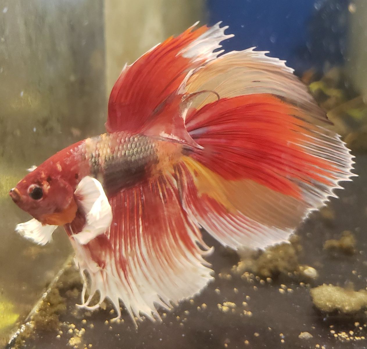 Import beautiful Red and White Betta Fish for Sale - Vibrant Colors, Healthy Fish