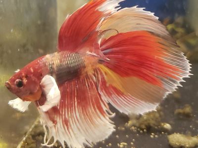 Import beautiful Red and White Betta Fish for Sale - Vibrant Colors, Healthy Fish
