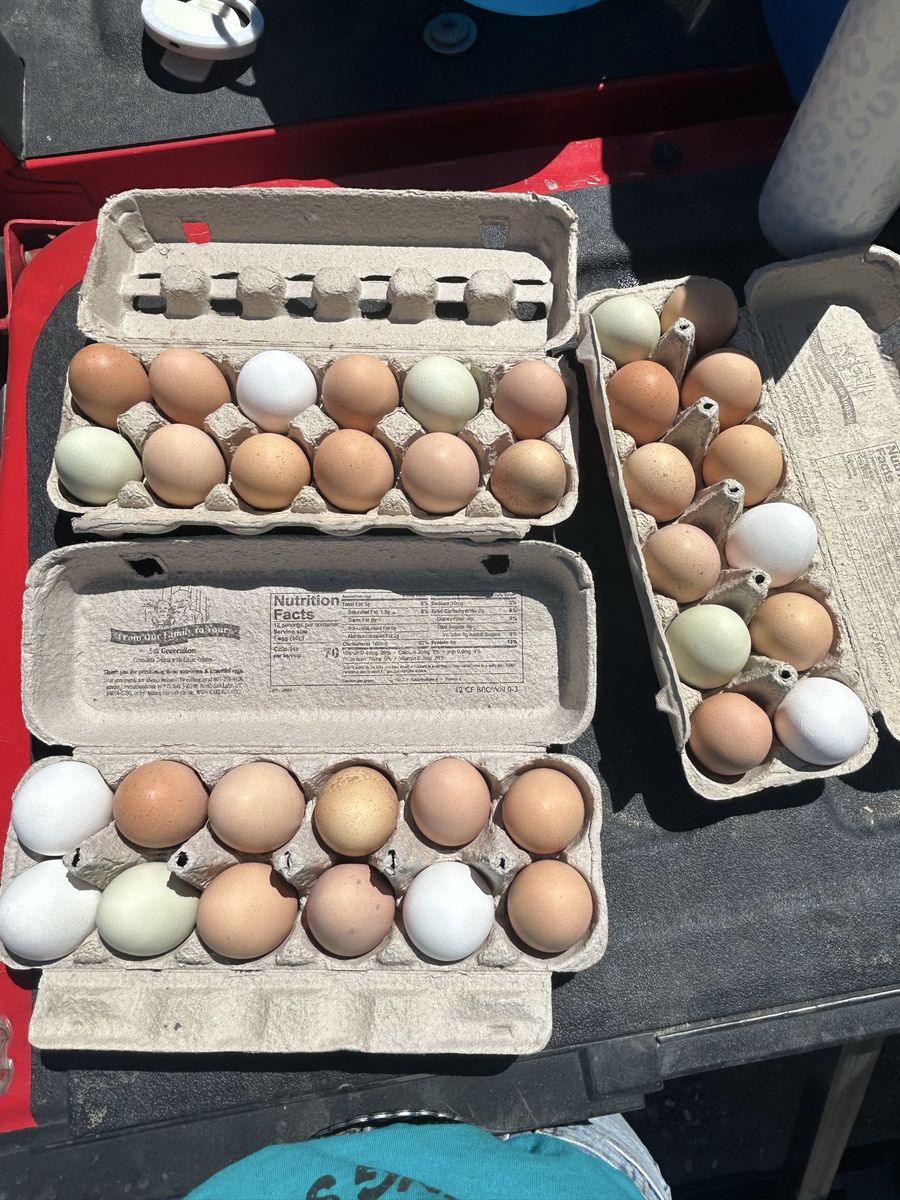Fresh eggs