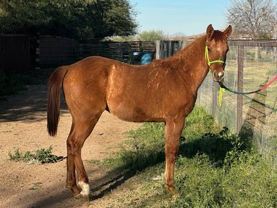 AQHA Red Dun Colt - Driftwood Lines