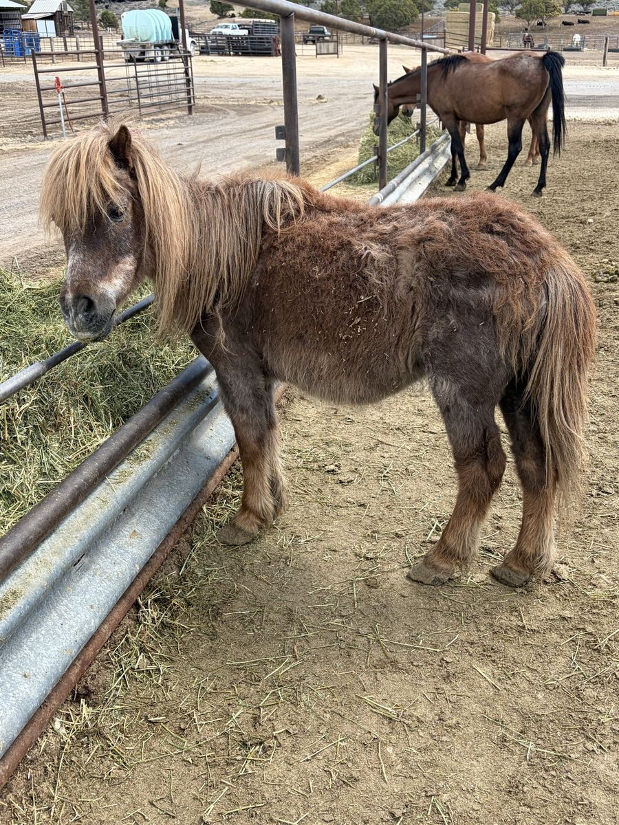 Pony!