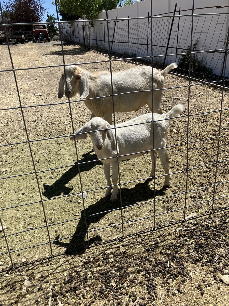 Pure bred Nubian goats