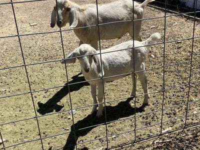 Pure bred Nubian goats