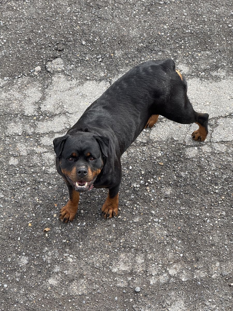 6 Year Old AKC Rottweiler