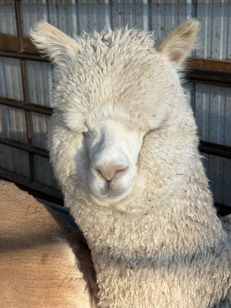Male alpaca