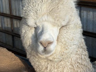 Male alpaca