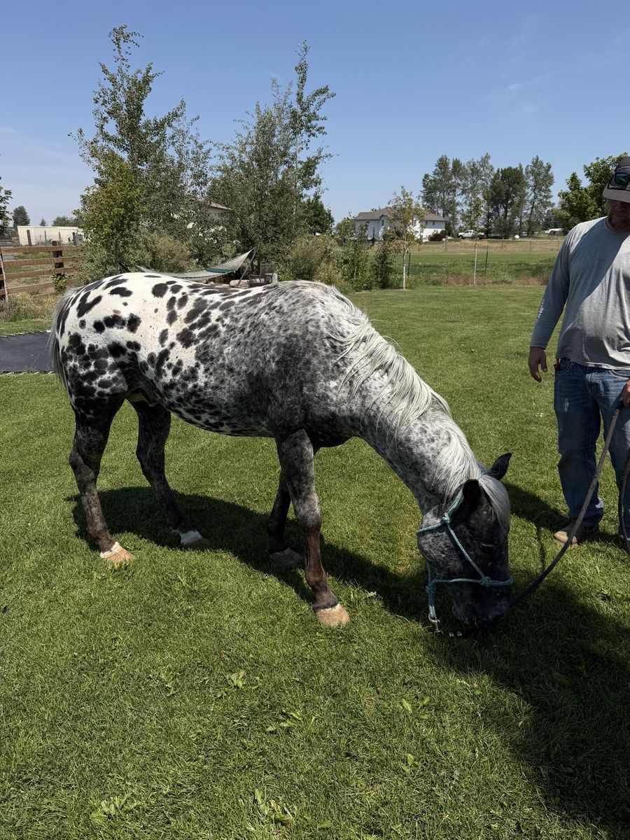 5 year old Silver Appaloosa stallion