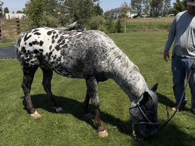 5 year old Silver Appaloosa stallion