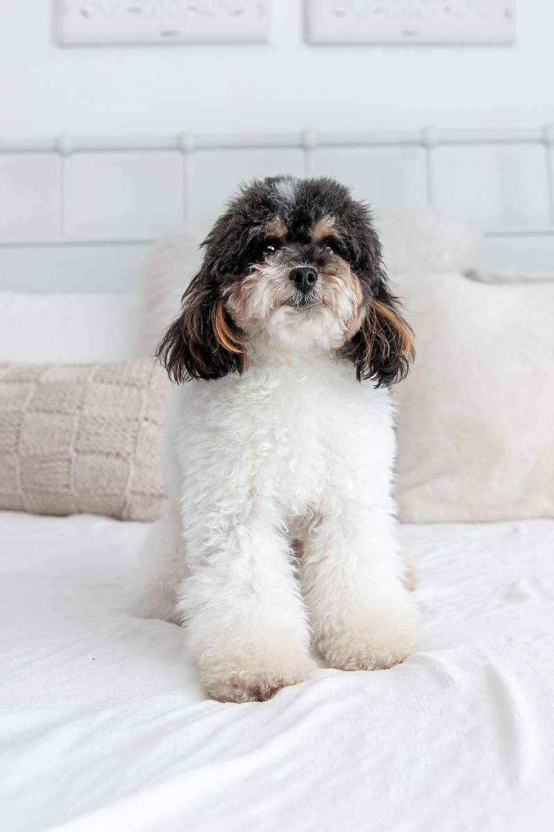 41/2 Lb Toy Poodle Stud