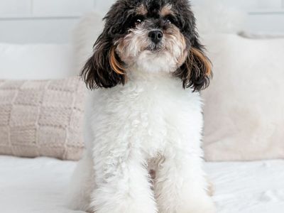 41/2 Lb Toy Poodle Stud