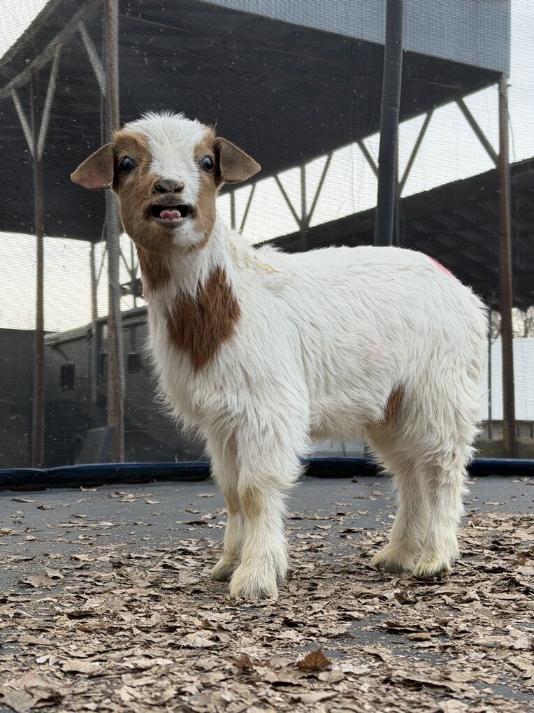 2 Kid Boer Bucklings