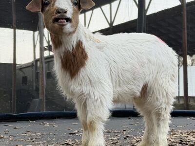 2 Kid Boer Bucklings