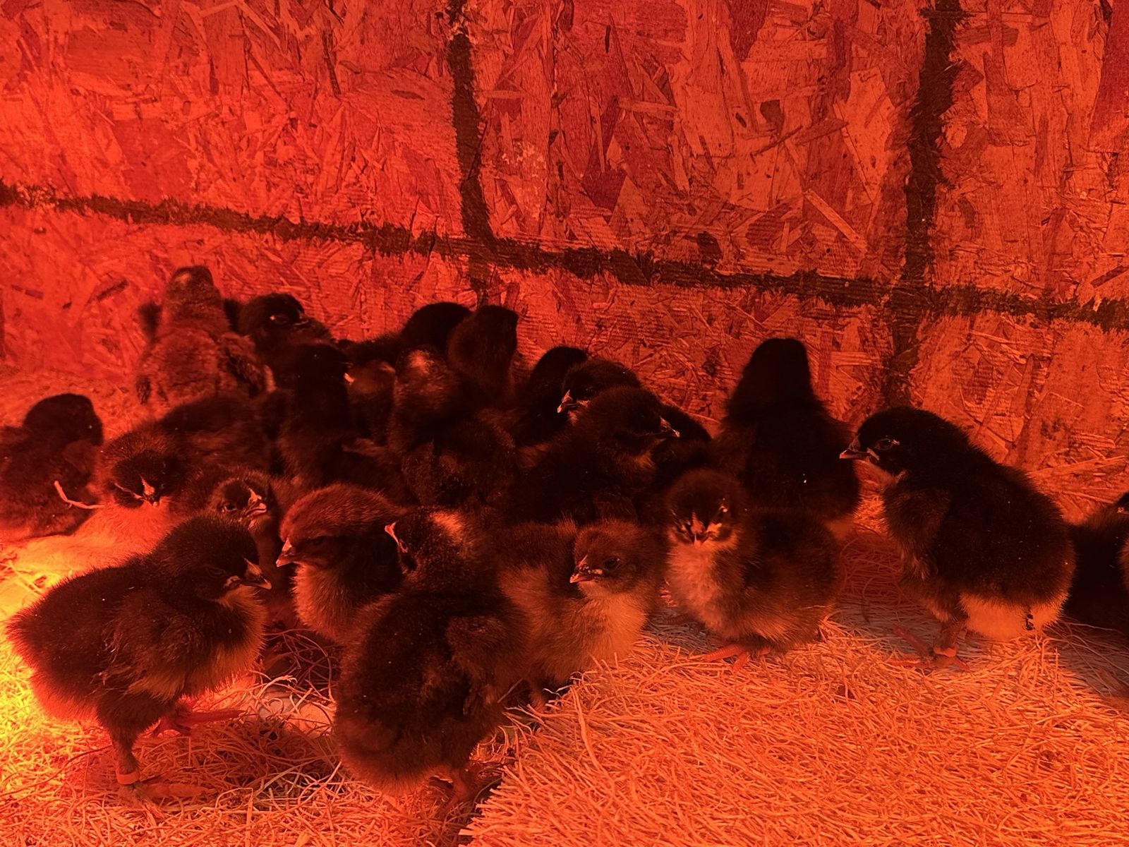 Copper Marans & Olive Eggers