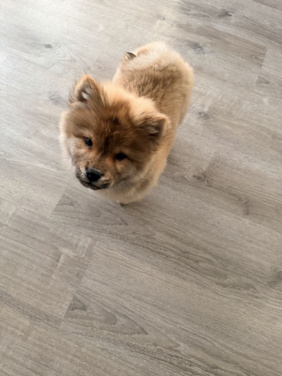 Beautiful female chow chow puppy