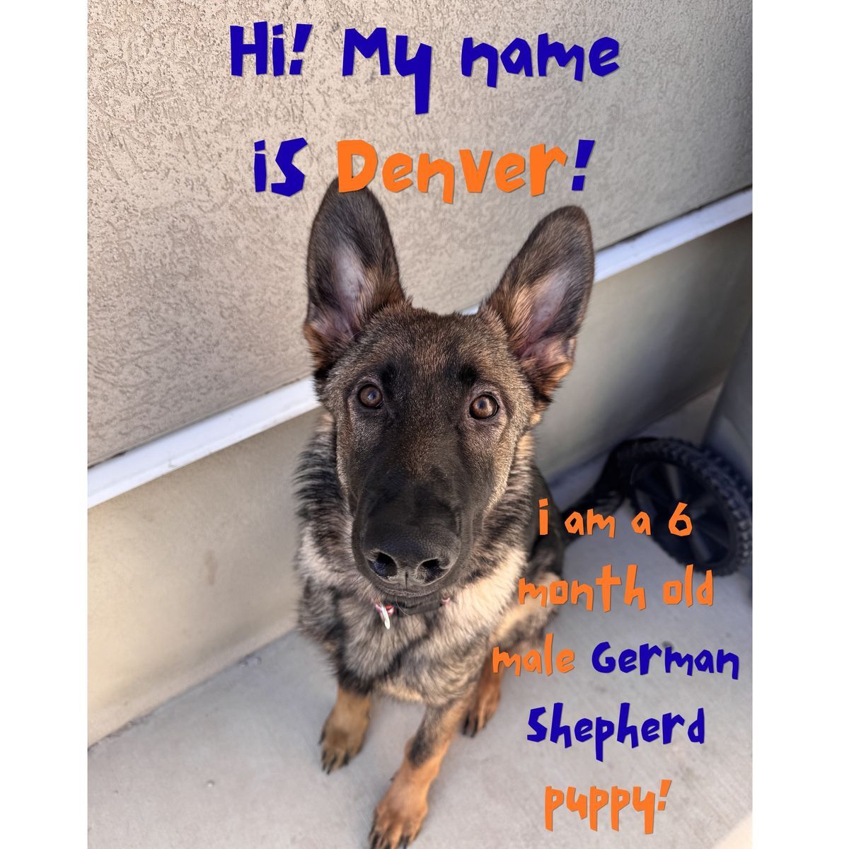 German Shepherd Puppy