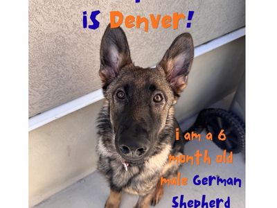 German Shepherd Puppy