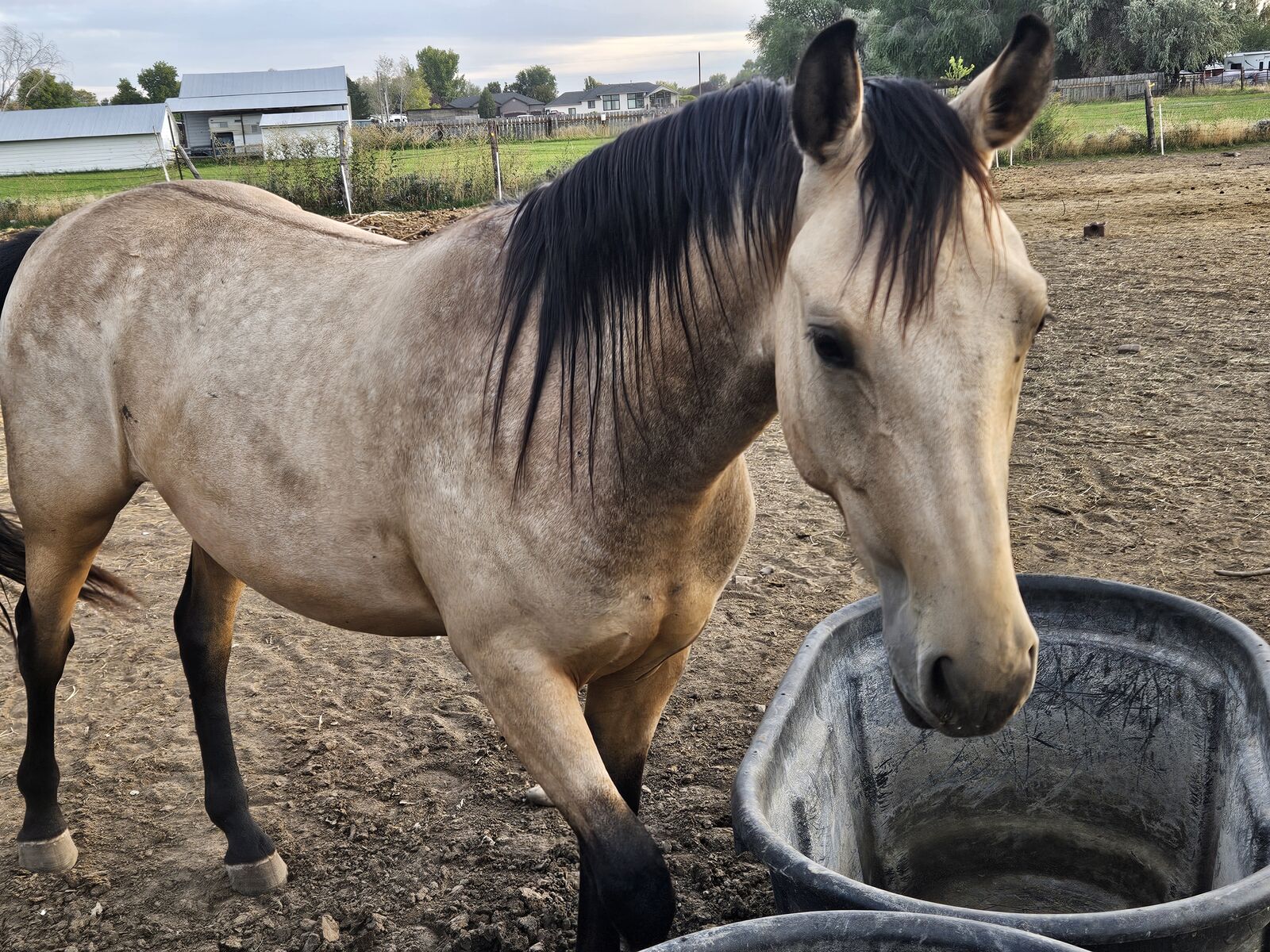 Buckskin Friesian/QH