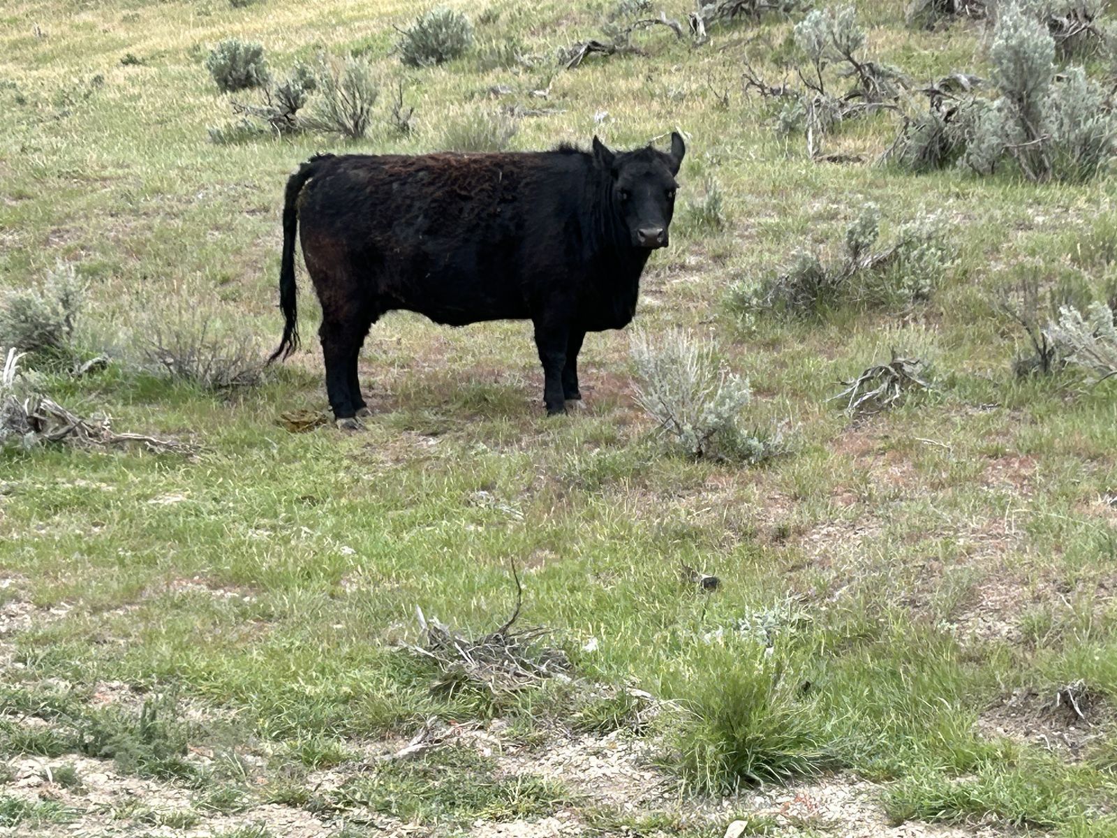Angus cow bred for August calf