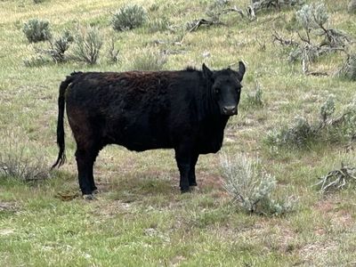 Angus cow bred for August calf