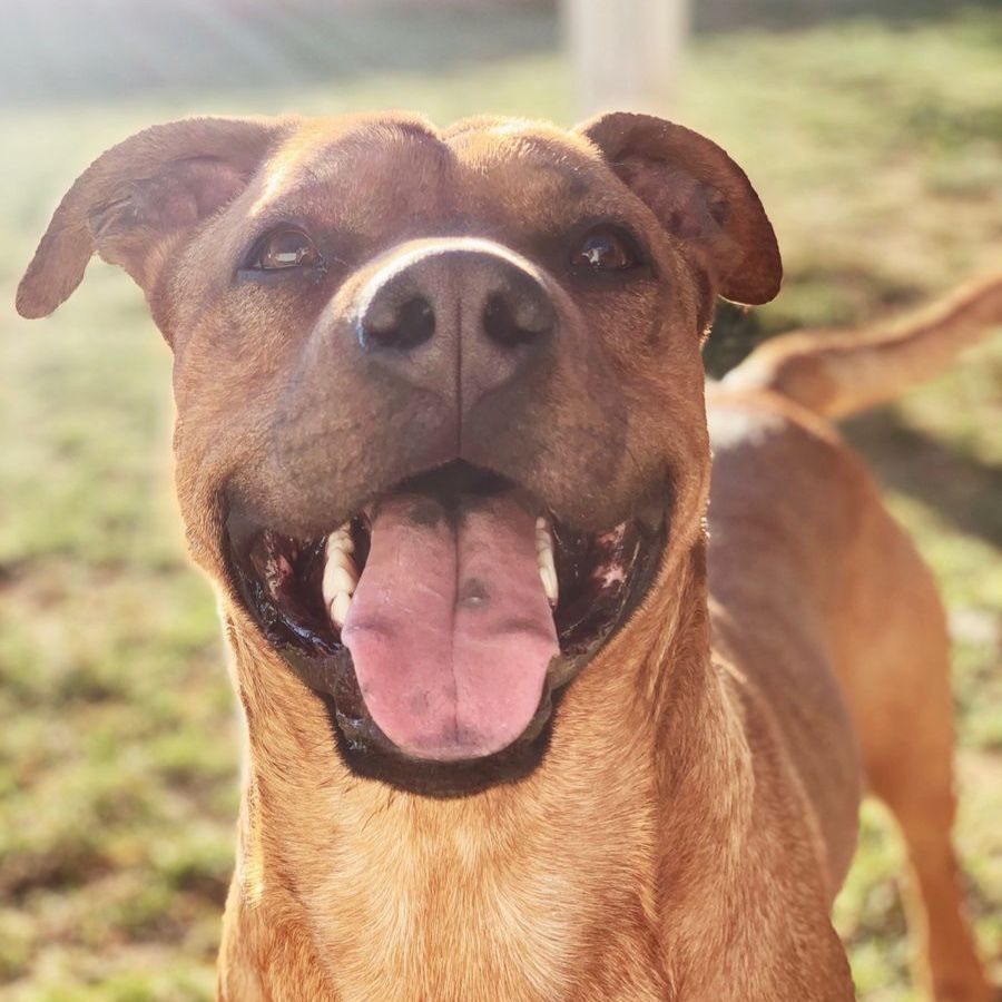Finn: 9-Year-Old Male Boxer/Pitt/Lab Mix Dog - Great with Kids & Cats, Crate Trained