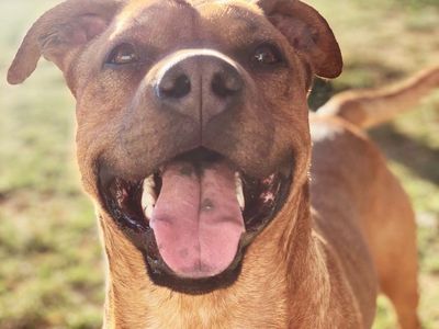 Finn: 9-Year-Old Male Boxer/Pitt/Lab Mix Dog - Great with Kids & Cats, Crate Trained