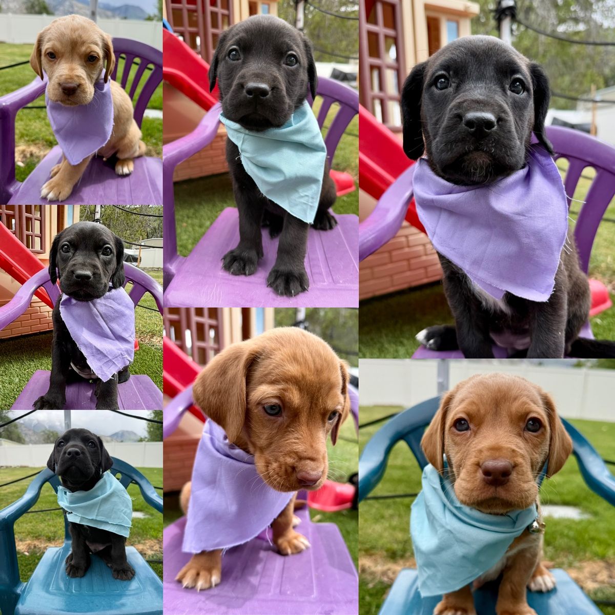 Adorable Basset/Mastiff/Lab Mix Puppies - Ready June 3rd!
