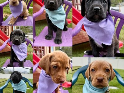 Adorable Basset/Mastiff/Lab Mix Puppies - Ready June 3rd!