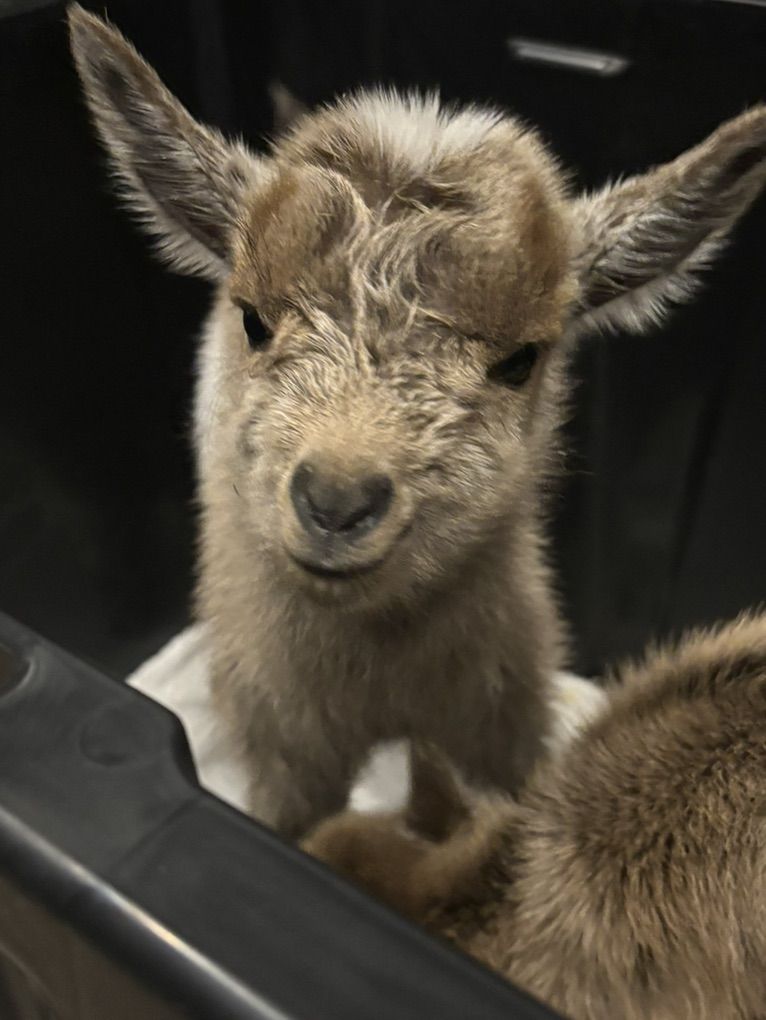 Nigerian Dwarf Bottle Babies